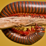 hundredsoflegs