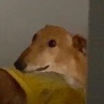 quiverdog