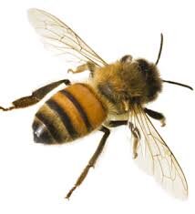 Bee.jpg.9c96b4836437ae75a62b205ea4cf7de6.jpg