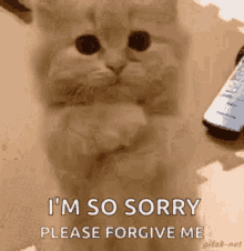 SorryCat.gif.370d5c1c45cceae44e01229517ae8c70.gif