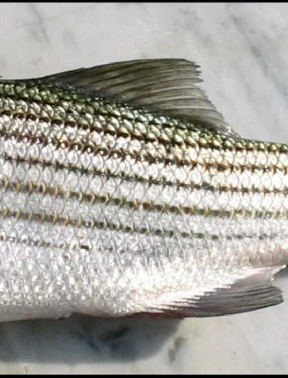 Screenshot 2026-01-12 at 11.47.21 am.png